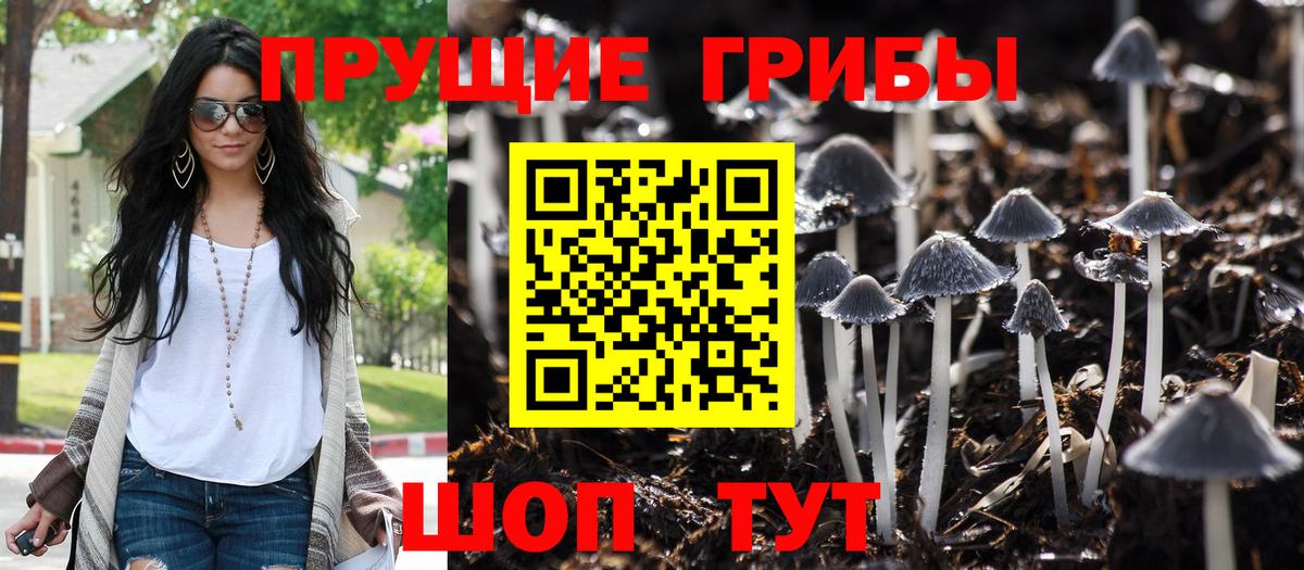 Галлюциногенные грибы Psilocybine cubensis Вичуга